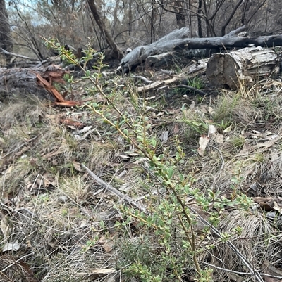 Bursaria spinosa subsp. lasiophylla (Australian Blackthorn) at Hawker, ACT - 9 Jul 2025 by Jennybach