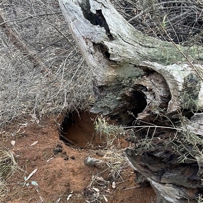 Vombatus ursinus (Bare-nosed Wombat) at Hawker, ACT - Yesterday by Jennybach