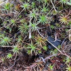 Polytrichaceae sp. (family) at Hawker, ACT - 9 Jul 2025 10:57 AM