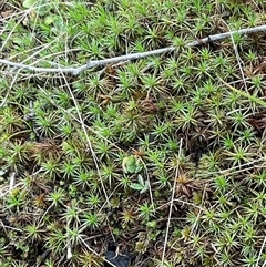 Polytrichaceae sp. (family) at Hawker, ACT - 9 Jul 2025 10:57 AM