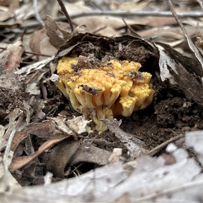 Ramaria sp. (genus) at Bruce, ACT - 9 Jul 2025 by Lisa.Jok