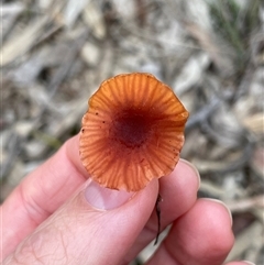 Laccaria sp. at Bruce, ACT - Yesterday by Lisa.Jok