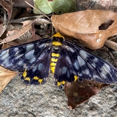 Dysphania numana (Four O'Clock Moth) at Crystal Creek, QLD - 6 Jun 2025 by Clarel