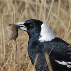 Gymnorhina tibicen (Australian Magpie) at Strathnairn, ACT - Yesterday by TimL