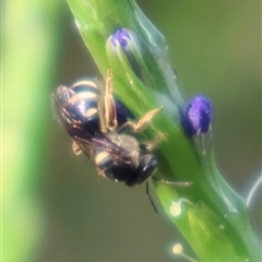 Ceratina (Neoceratina) australensis at Edge Hill, QLD - 9 Jun 2025 by Clarel