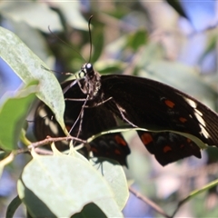 Papilio aegeus (Orchard Swallowtail, Large Citrus Butterfly) at Chewko, QLD - 14 Jun 2025 by Clarel