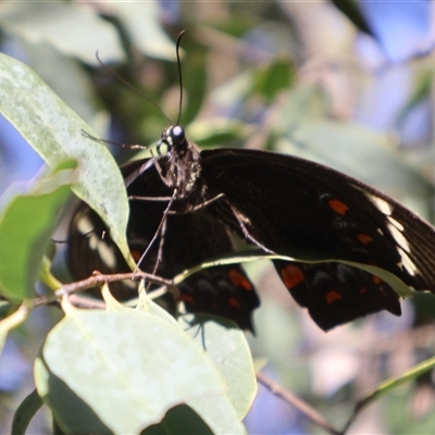 Papilio aegeus (Orchard Swallowtail, Large Citrus Butterfly) at Chewko, QLD - 14 Jun 2025 by Clarel