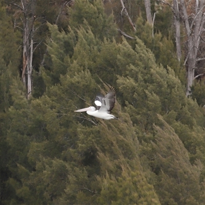 Pelecanus conspicillatus (Australian Pelican) at Strathnairn, ACT - Yesterday by TimL