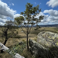 Brachychiton populneus (Kurrajong) at Burra, NSW - 2 Oct 2024 by Safarigirl