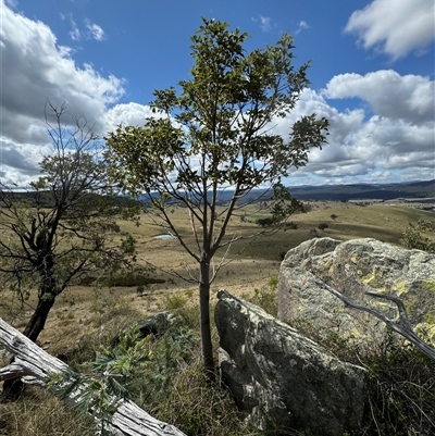 Brachychiton populneus (Kurrajong) at Burra, NSW - 2 Oct 2024 by Safarigirl