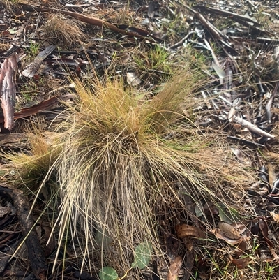 Nassella trichotoma (Serrated Tussock) at Symonston, ACT - Today by jklem621