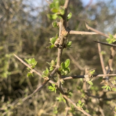 Lycium ferocissimum (African Boxthorn) at Symonston, ACT - Today by jklem621