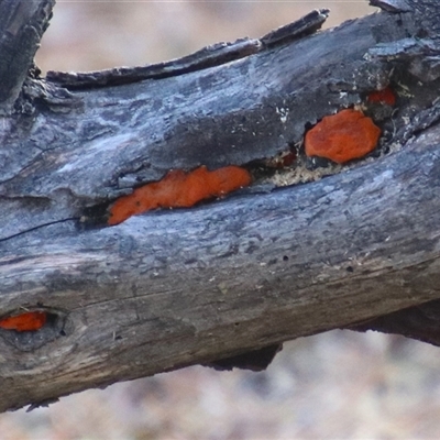 Trametes coccinea at Macarthur, ACT - Yesterday by RodDeb