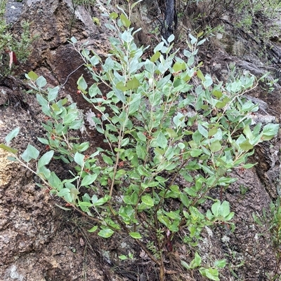 Grevillea oxyantha subsp. oxyantha at Cotter River, ACT - Yesterday by gusmacfarlane
