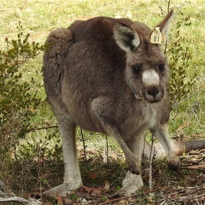 Macropus giganteus at Acton, ACT - Yesterday by HelenCross