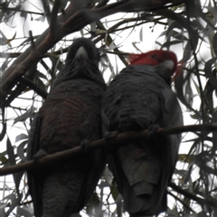 Callocephalon fimbriatum (Gang-gang Cockatoo) at Acton, ACT - Today by HelenCross