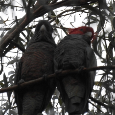 Callocephalon fimbriatum (Gang-gang Cockatoo) at Acton, ACT - Today by HelenCross