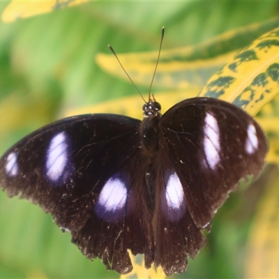 Hypolimnas bolina at Airlie Beach, QLD - Today by Clarel