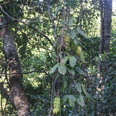 Mucuna gigantea (burny bean) at Airlie Beach, QLD - Yesterday by Clarel