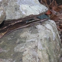 Unverified Skink at Cape Conway, QLD - Yesterday by Clarel