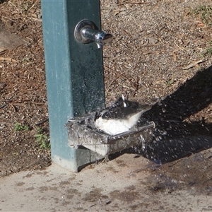 Grallina cyanoleuca at Bowen, QLD - Yesterday by Clarel