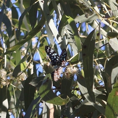 Tirumala hamata at Bowen, QLD - Yesterday by Clarel