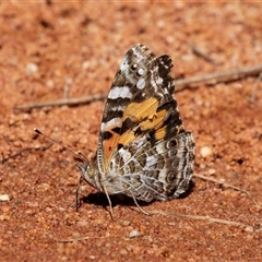 Vanessa kershawi (Australian Painted Lady) at Acton, ACT - 19 Nov 2018 by AlisonMilton
