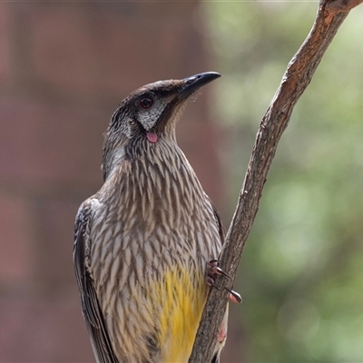 Anthochaera carunculata by AlisonMilton