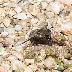 Villa sp. (genus) at Acton, ACT - 19 Nov 2018 by AlisonMilton