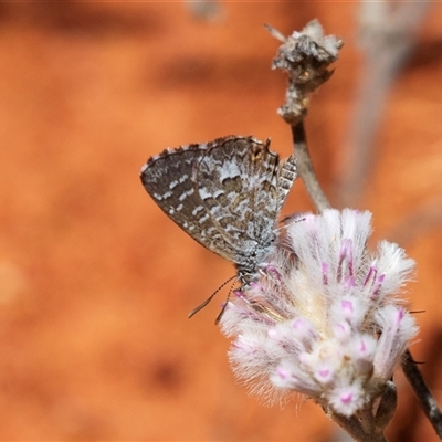 Zizina otis (Common Grass-Blue) at Acton, ACT - 19 Nov 2018 by AlisonMilton