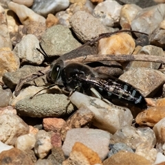 Bembix sp. (genus) at Acton, ACT - 19 Nov 2018 by AlisonMilton