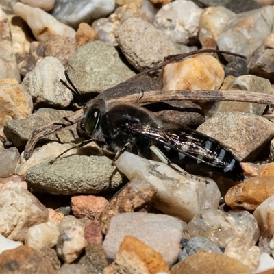 Bembix sp. (genus) at Acton, ACT - 19 Nov 2018 by AlisonMilton