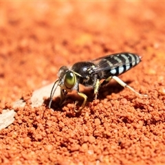 Bembix sp. (genus) at Acton, ACT - 19 Nov 2018 by AlisonMilton