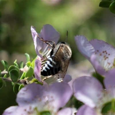 Bembix sp. (genus) at Acton, ACT - 19 Nov 2018 by AlisonMilton
