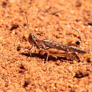 Urnisa guttulosa (Common Urnisa) at Acton, ACT - 19 Nov 2018 by AlisonMilton