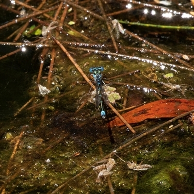 Unverified Damselfly (Zygoptera) at Acton, ACT - 1 Dec 2018 by AlisonMilton
