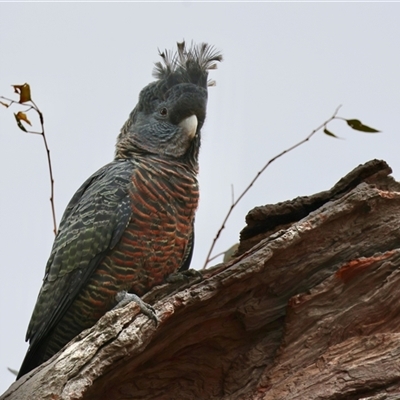 Callocephalon fimbriatum by LisaH