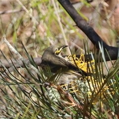 Caligavis chrysops by LisaH
