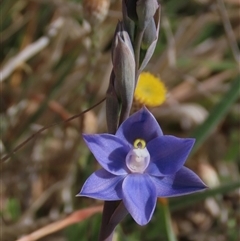 Cyanicula caerulea at Dry Plain, NSW - 10 Nov 2024 by AndyRoo