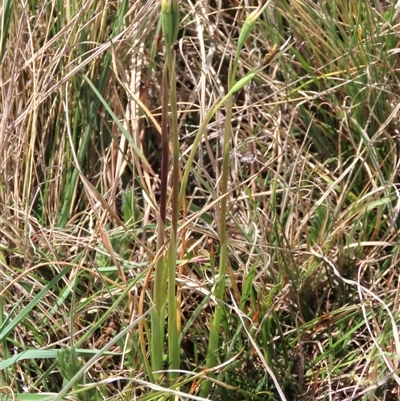 Diuris subalpina at Dry Plain, NSW - 10 Nov 2024 by AndyRoo
