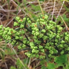 Discaria pubescens at Dry Plain, NSW - 1 Dec 2024 by AndyRoo