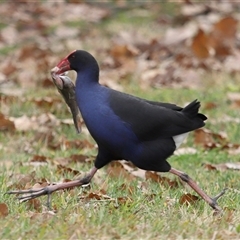 Porphyrio melanotus (Australasian Swamphen) at Yarralumla, ACT - 8 Jul 2025 by TimL