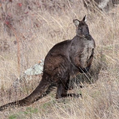 Osphranter robustus robustus (Eastern Wallaroo) at Strathnairn, ACT - 9 Jul 2025 by TimL