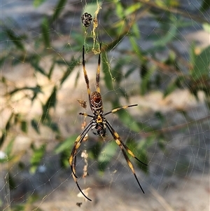Trichonephila plumipes (Humped golden orb weaver) at Noosa North Shore, QLD - 11 Jul 2025 by AaronClausen