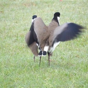 Vanellus miles at Evans Head, NSW - 6 Jul 2025 07:06 AM