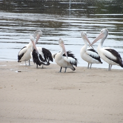 Pelecanus conspicillatus at Evans Head, NSW - 6 Jul 2025 by MatthewFrawley