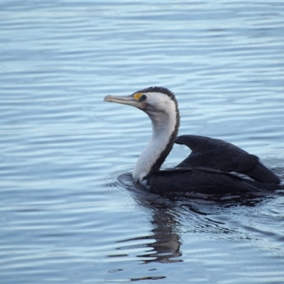 Phalacrocorax varius at Evans Head, NSW - 6 Jul 2025 by MatthewFrawley