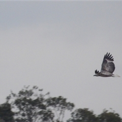 Haliaeetus leucogaster at Evans Head, NSW - 6 Jul 2025 by MatthewFrawley