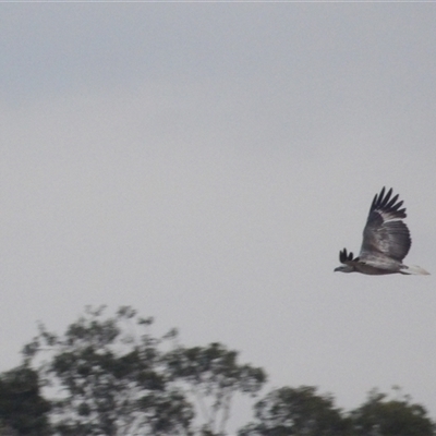 Haliaeetus leucogaster at Evans Head, NSW - 6 Jul 2025 by MatthewFrawley
