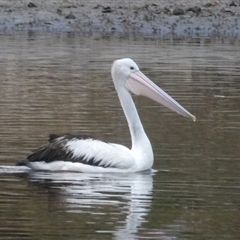 Pelecanus conspicillatus at Evans Head, NSW - 6 Jul 2025 by MatthewFrawley